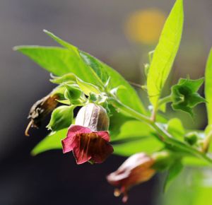 496px-Atropa_belladonna_Prague_2011_1