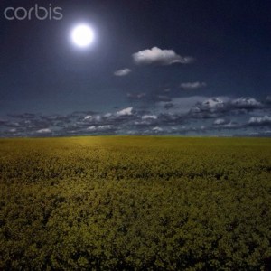 Field of flowers at night
