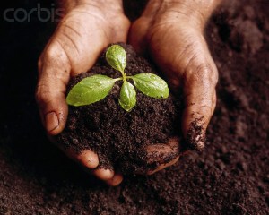 Hands Holding a Seedling and Soil