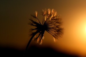 dandelion-882851_640