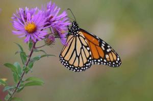 monarch-butterfly-on-new-england-aster-725x483