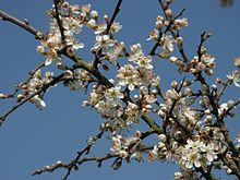 220px-Prunus_spinosa_130403